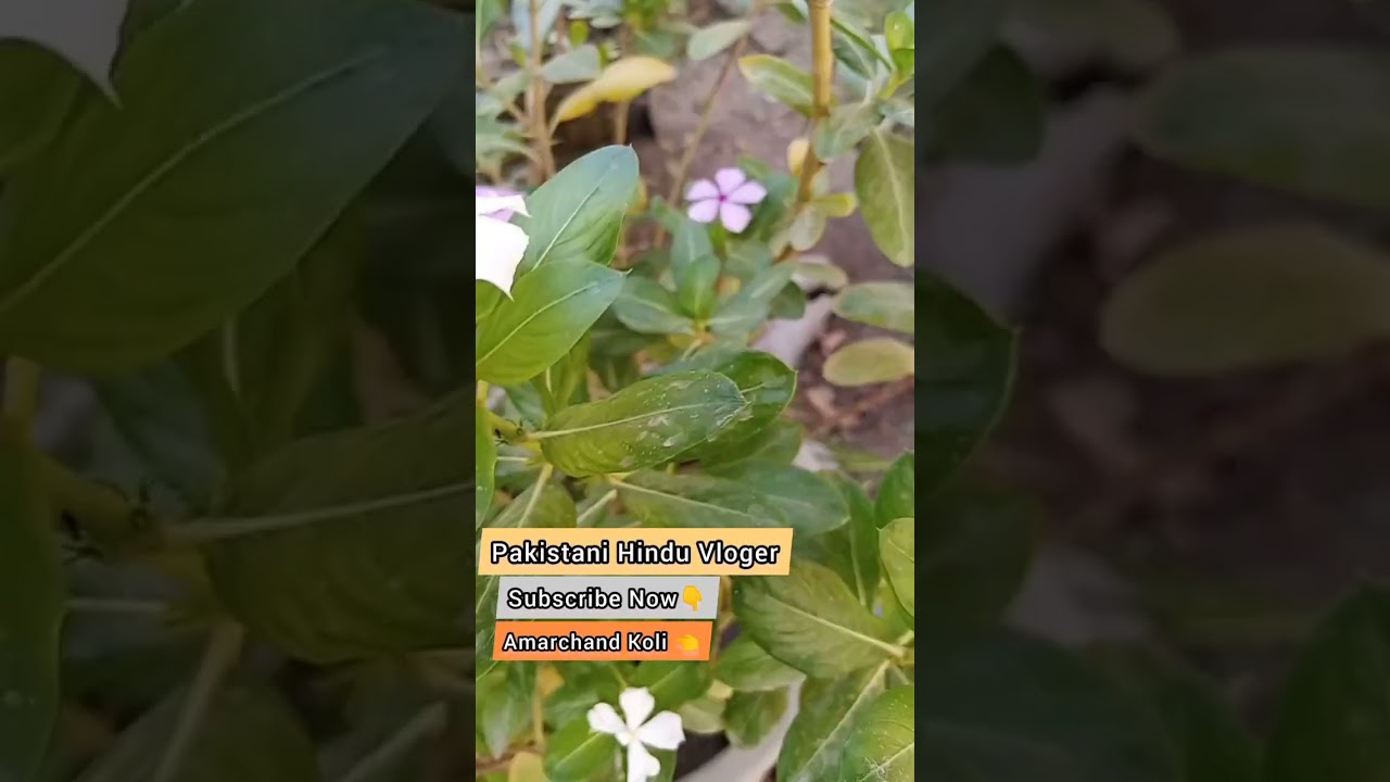 Pakistani Hindu Vloger Subscribe Amarchand Koli 👈