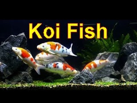 kijken ! 】schattig koikarpers: koi vis aquarium karpers