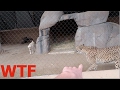 DOG & CHEETAH LOCKED IN THE SAME CAGE! WTF