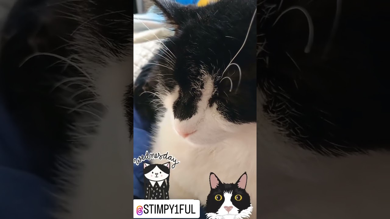 HUNTER SAYS EVERYBODY WANTS TO BE A CAT 🐈&zwj;⬛🐈