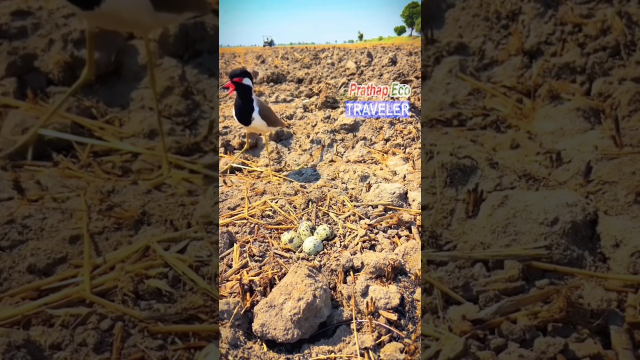 Red wattled lapwing bird