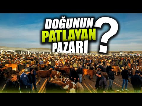 Kars Hayvan Pazarı Son Durum ?