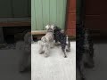 どうしてもお隣さんちに入りたい犬【シュナウザージジトト】#Shorts
