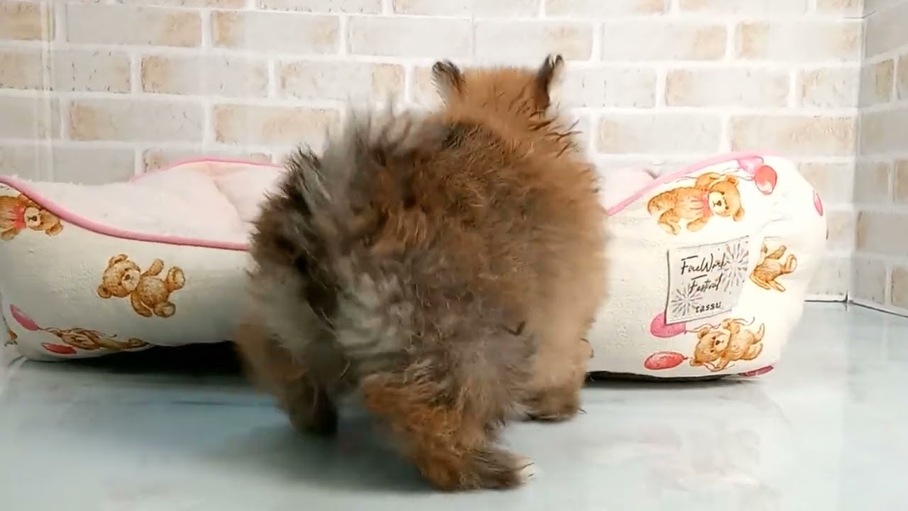 746798 ポメラニアン - YouTube