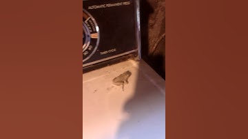Frog assumes the position