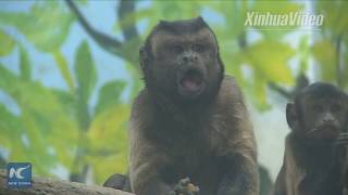 Adorable! Monkey with human-like face becomes internet sensation in China