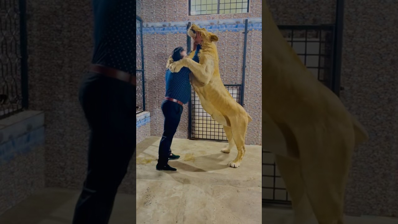 Lion wants to attack on me (mian saqib)