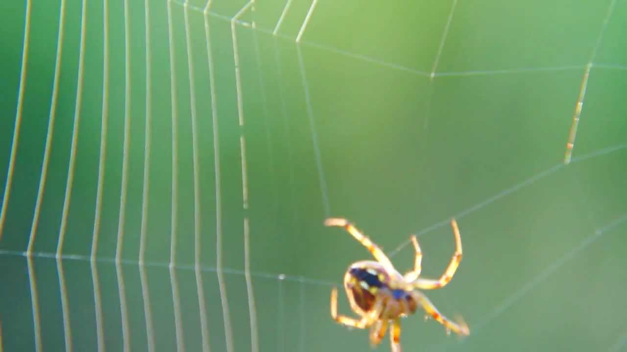 動画 蜘蛛が糸を張って巣を作っている様子を収めた動画 ネタフル