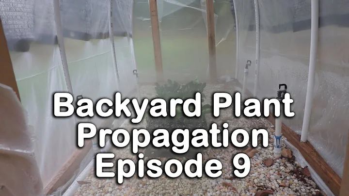 Backyard Plant Propagation Episode 9 (How to Root Hollies, Lantana, Crape Myrtles)
