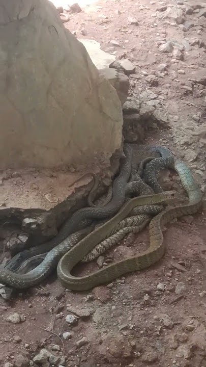 malampuzha-snake-park-youtube