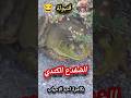الضفدع الكندي بكامرة احد الاحباب 