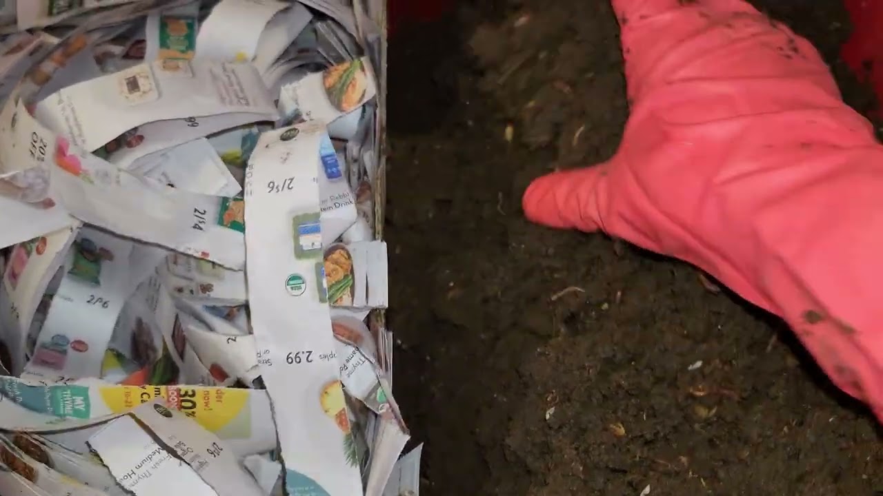 Проверка и подкормка контейнера для смешанных червей №4 через 53 дня, 29 октября 2025 г. 