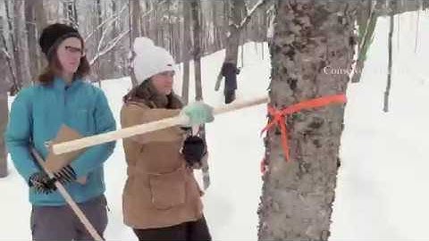 Measuring Trees With Biltmore Sticks