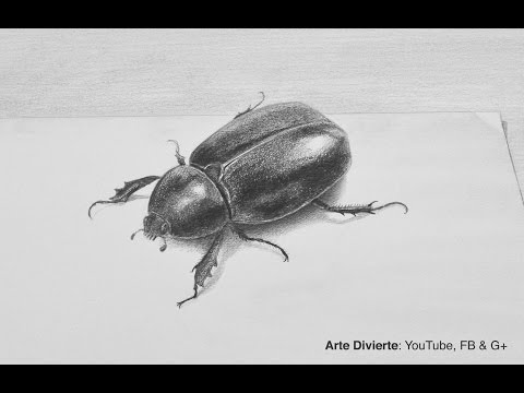 Video: Cómo Dibujar Insectos