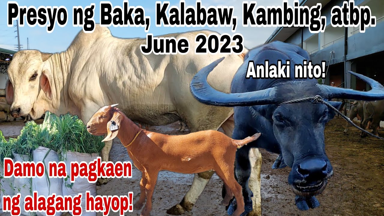 LIVESTOCK UPDATED PRICES! Cattle Trading Capital of the Philippines (Baka, Kalabaw, Kambing, atbp.)