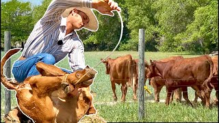 Doctoring Cattle and New Grazing