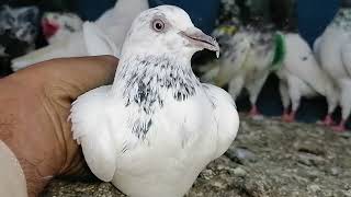Details Mashallah Deil Ma kabutar //19 Adad Parwazi // 0307 1539639 // #ibraheempigeonpoint News