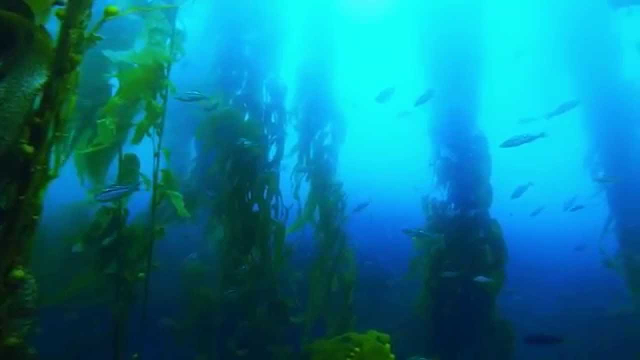 Santa Monica Bay Diving & Fishing Log
