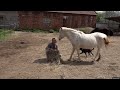 Drugi život napuštenih konja Srbije