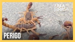 Menino morre após ser picado por escorpião; veja como evitar acidentes desse tipo