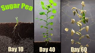 Growing Pea 🟢 Time Lapse