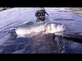 PESCA SUBMARINA EN GALICIA(BUSCANDO GRANDES PINTOS DESDE LA ORILLA)