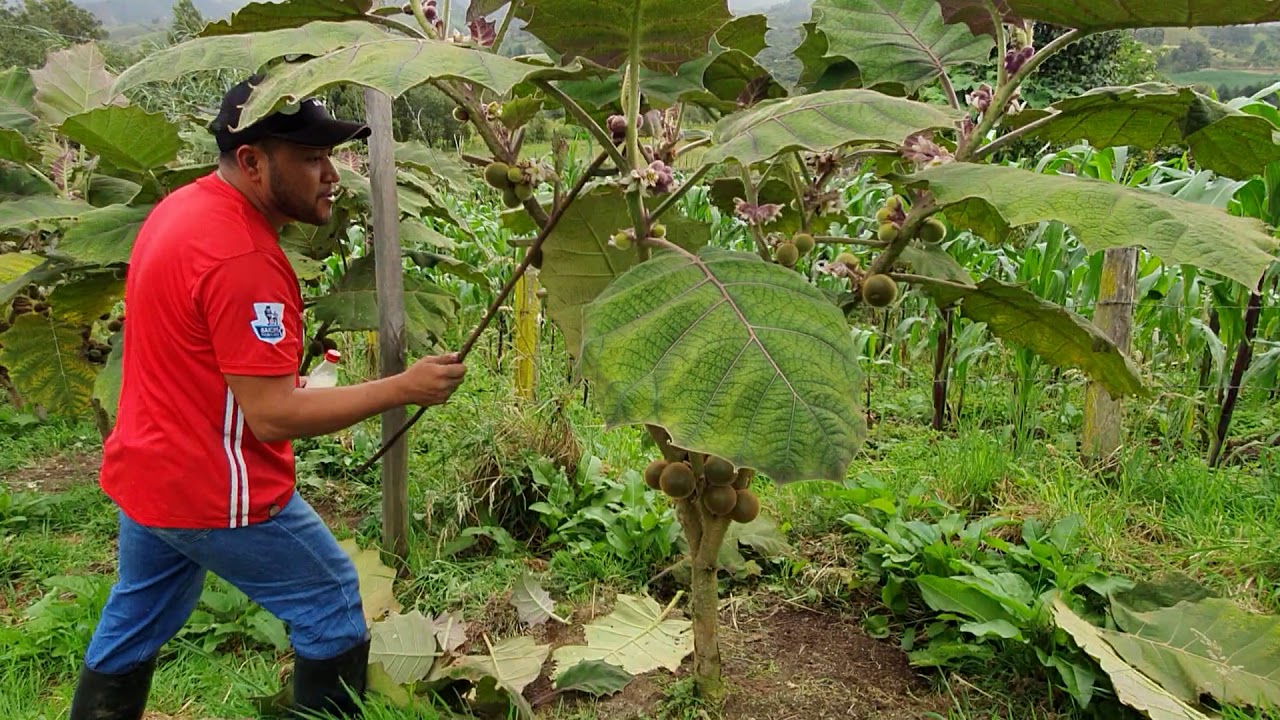 Facilite su poda en el cultivo de lulo.