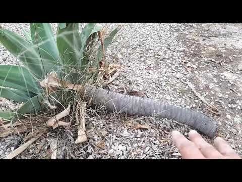 Video: ¿Se puede cortar el tronco del agave?