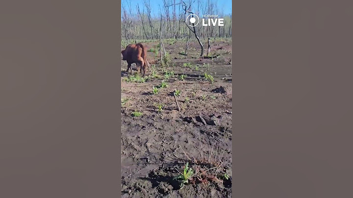 ‼️‼️‼️ Росіяни залишають без домівок