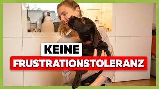 Deckentraining für mehr Frustrationstoleranz: Welpe Tilda bleibt nicht auf der Decke by Doguniversity - Hundetraining mit Daniel 37,166 views 1 month ago 17 minutes