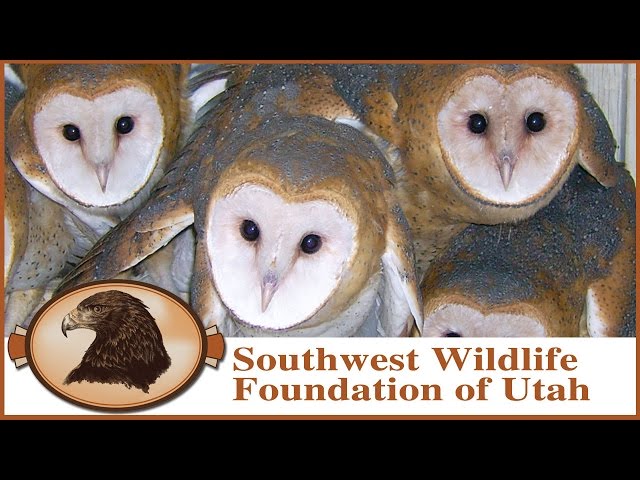 No, No, Barn Owl! - YouTube 