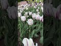 Летняя прогулка в Павловском парке, Санкт-Петербург