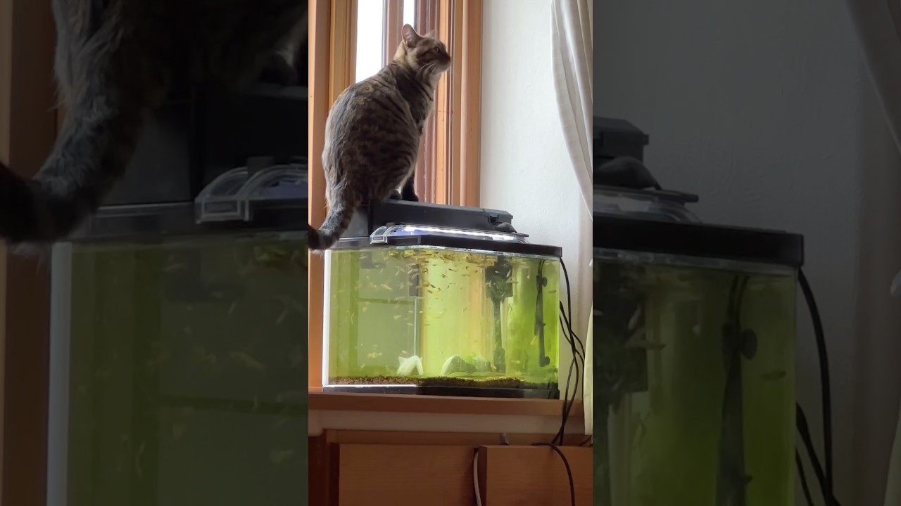 そこは乗っちゃダメ!が分かってる顔してるトラジ。確信犯の顔 #猫 #三毛猫 #キジトラ
