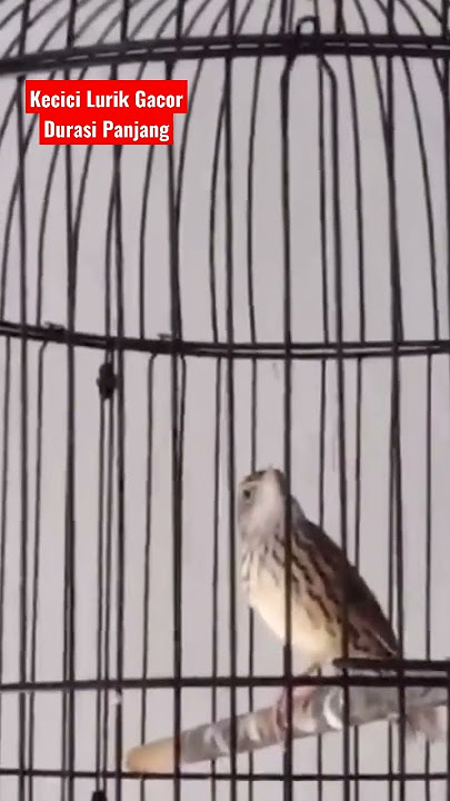 Burung Kecici Lurik Gacor Durasi Panjang