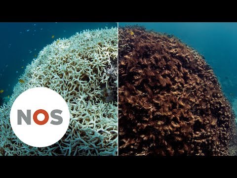 Video: Hoe Klimaatverandering Het Great Barrier Reef Heeft Veranderd, Een Plek Waar Ik Van Hou - Matador Network