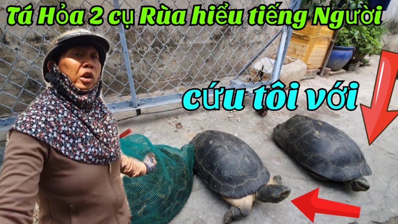 nổi da gà. 2 cụ Rùa già hiểu tiếng Người chạy kiêu cứu - YouTube
