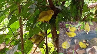 koloni burung pleci flavus (Javanese glasses / zosterops flavus) | TERBARU