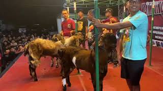 Gareng's Son Wins 1st Place in Class C Male Goat Contest in Jerabang Tulungagung