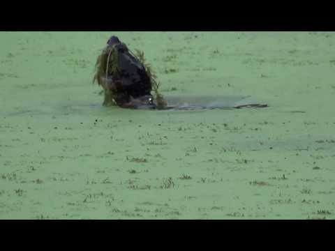 Snapping Turtle Blowing Bubbles 2 HQ HD