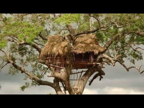 Video: Bahay Sa Puno