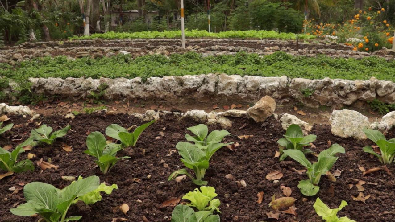 Sustainable Farming in Cuba - Prof. Jesse Meiller