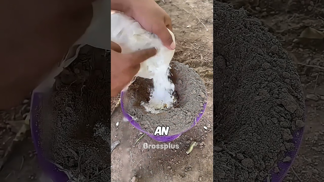 How to grow an apple? 