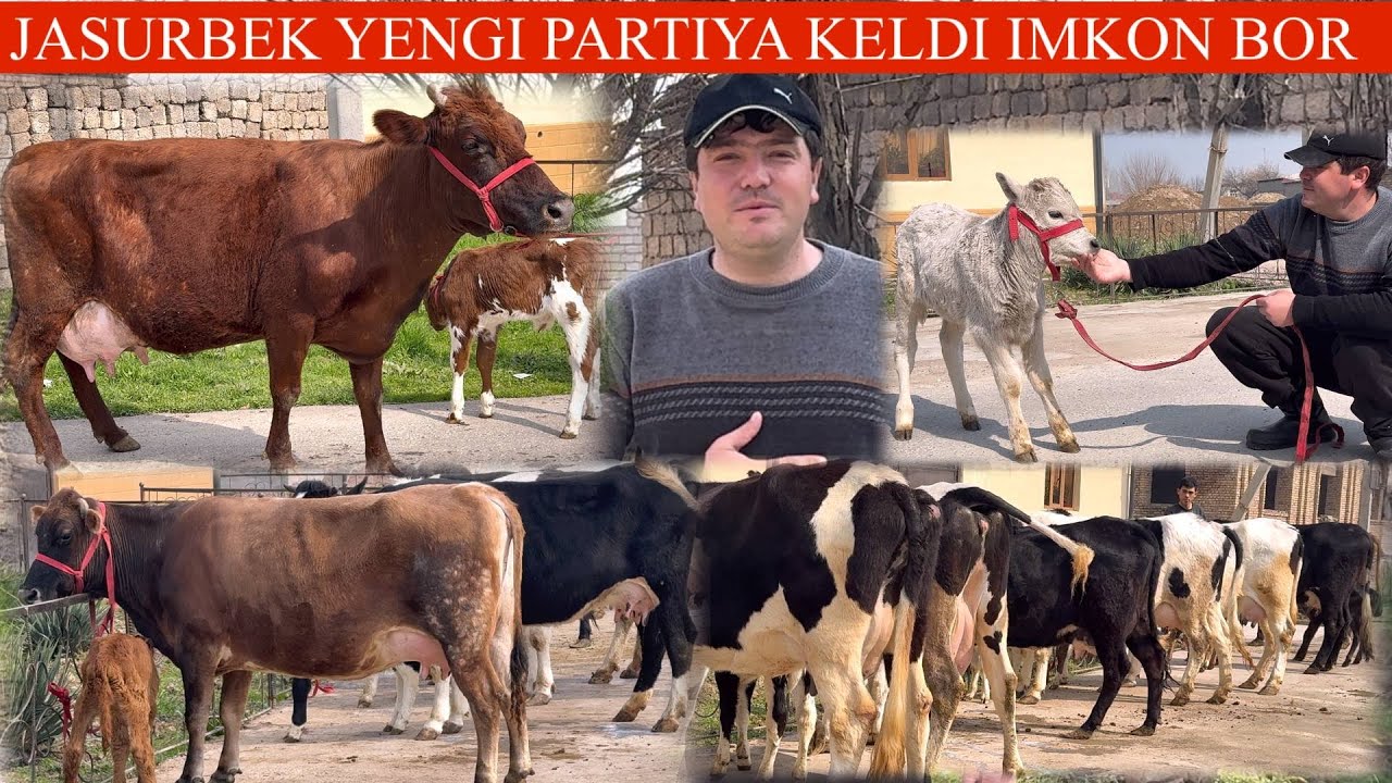 JASURBEK FERMASIDA✊ NASLDOR ONA BOLA SIGIRLAR😳 NARX AYTISHNI YORIB TASHADI