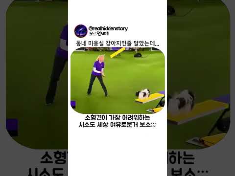 동네 미용실 강아지인줄 알았는데 thumbnail