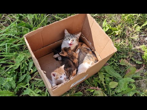 Видео: Кошка молила о помощи Она не могла уйти и бросить котят на обочине дороги Rescue of cats and kittens