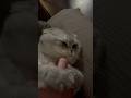 Мой любимый кот #котики #коты #котята #котенок