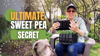 The 'COOL' SECRET to Growing Strong, Stocky, Naturally Branching Sweet Pea Seedlings!!!