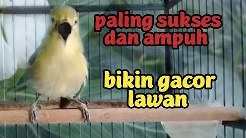 CIPOW SIRTU JANTAN MEMANGGIL LAWAN paling sukses + ampuh menaikkan emosi dan birahi langsung gacor