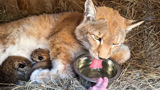 LYNX UMKA WITH KITTENS AFTER BIRTH / Alice gets to know lynxes closely / Hanna made herself a nest