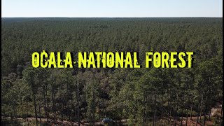 Exploring the Ocala National Forest in Florida